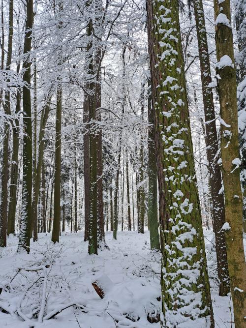 Zima je zima je zima je v&nbsp;lese
